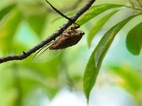 家裡飛來蟬|一鳴驚人！蟬的6大吉祥寓意